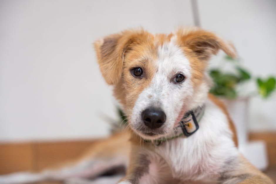 From Paris to San Francisco Entrepreneur: A French Founder's Journey