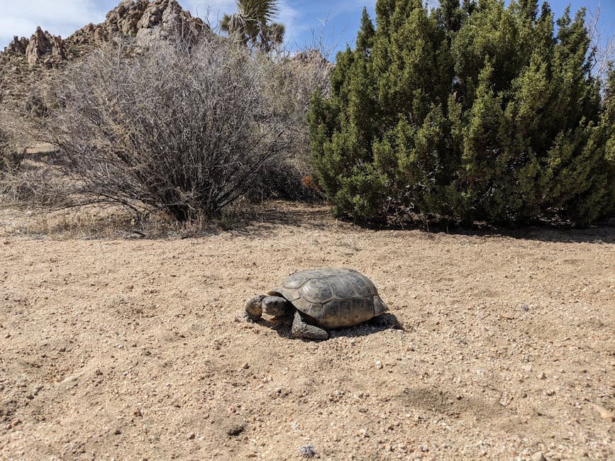 Dune's Sandworms in California? Exploring Desert Survival & Extreme Life