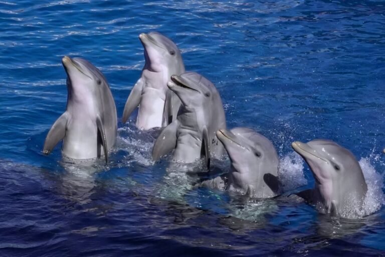 The Tragic Truth of Dolphin Point: John Lily's Controversial Experiment